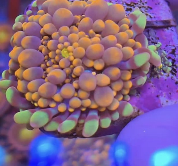 Coral de pólipos alaranjados com pontas verdes